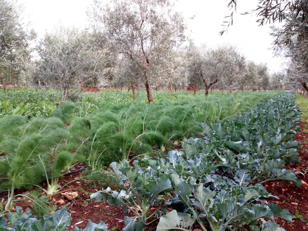 Masseria Don Sante Fasano Luaran gambar